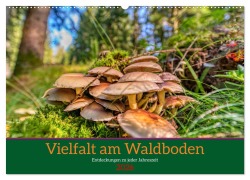 Cover-Bild zum Titel 'Vielfalt am Waldboden (Wandkalender 2026 DIN A2 quer), CALVENDO Monatskalender' von 'Torsten Irmer'