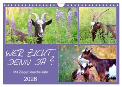 Cover-Bild zum Titel 'Wer zickt denn da? Mit Ziegen durchs Jahr (Wandkalender 2026 DIN A4 quer), CALVENDO Monatskalender' von 'Sabine Löwer'