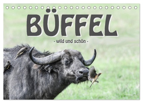 Büffel - wild und schön (Tischkalender 2024 DIN A5 quer), CALVENDO Monatskalender - Robert Styppa