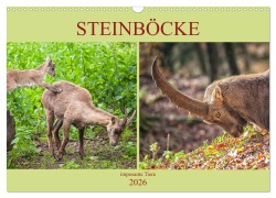 Steinböcke - imposante Tiere (Wandkalender 2026 DIN A3 quer), CALVENDO Monatskalender - Liselotte Brunner-Klaus