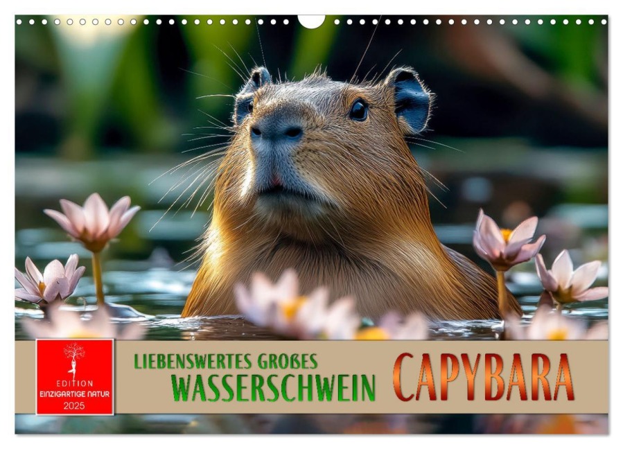 Capybara - liebenswertes großes Wasserschwein (Wandkalender 2025 DIN A3 quer), CALVENDO Monatskalender - Peter Roder