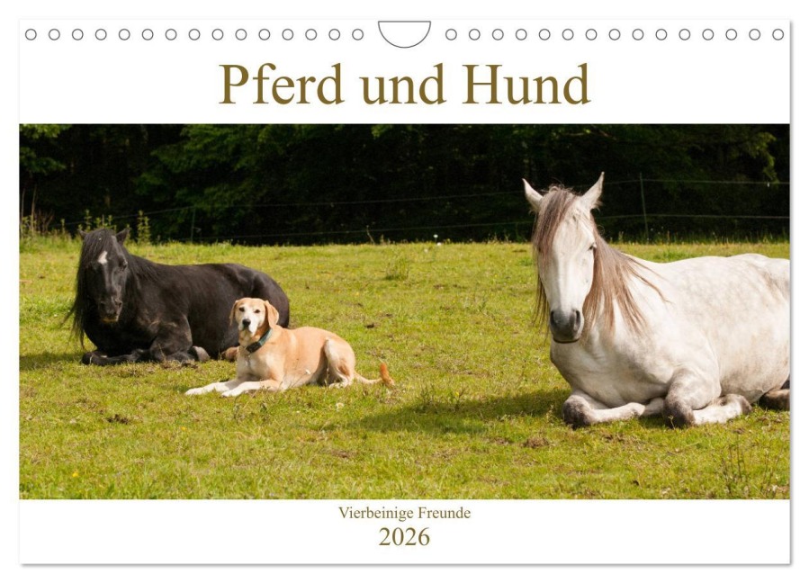 Pferd und Hund - Vierbeinige Freunde (Wandkalender 2026 DIN A4 quer), CALVENDO Monatskalender - Meike Bölts
