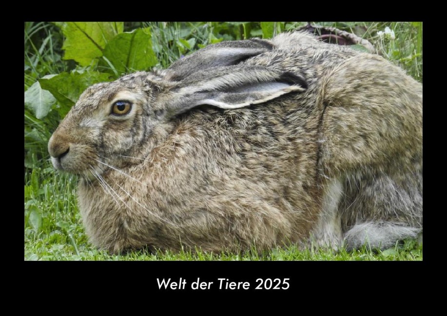 Welt der Tiere 2025 Fotokalender DIN A3 - Tobias Becker