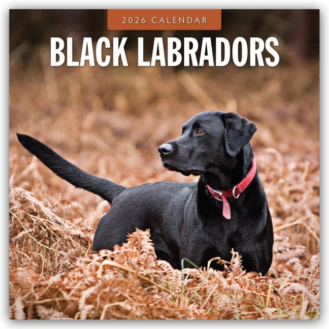 Black Labrador Retrievers - Schwarze Labrador Retriever 2026 - 16-Monatskalender - Robin Red