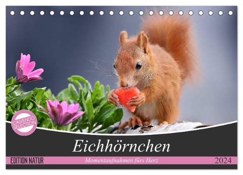 Eichhörnchen Momentaufnahmen fürs Herz (Tischkalender 2024 DIN A5 quer), CALVENDO Monatskalender - Tine Meier