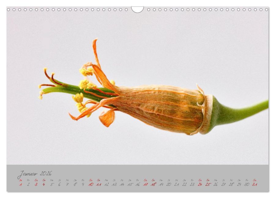 InsideView 6