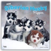 Siberian Husky Puppies - Siberian Husky Welpen 2026 - 16-Monatskalender - Browntrout Publishers