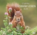 Geliebte Eichhörnchen 2025 - DUMONT Wandkalender - mit den wichtigsten Feiertagen - Format 38,0 x 35,5 cm - 