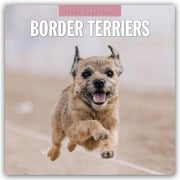 Border Terriers - Border Terrier 2026 - 16-Monatskalender - Robin Red