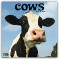 Cows - Kühe 2025 - 16-Monatskalender - Avonside Publishing Ltd