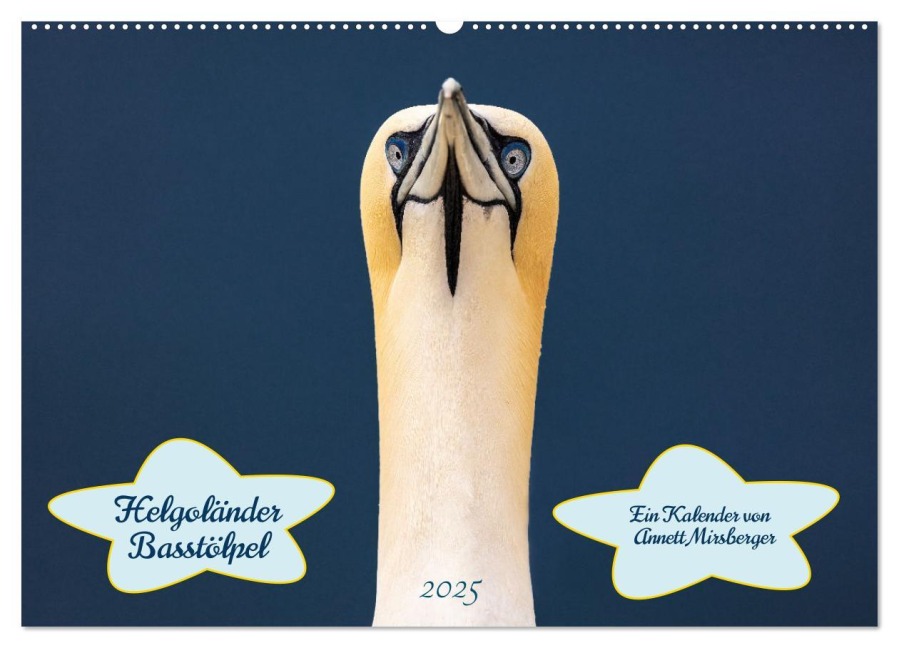 Helgoländer Basstölpel 2025 (Wandkalender 2025 DIN A2 quer), CALVENDO Monatskalender - Annett Mirsberger