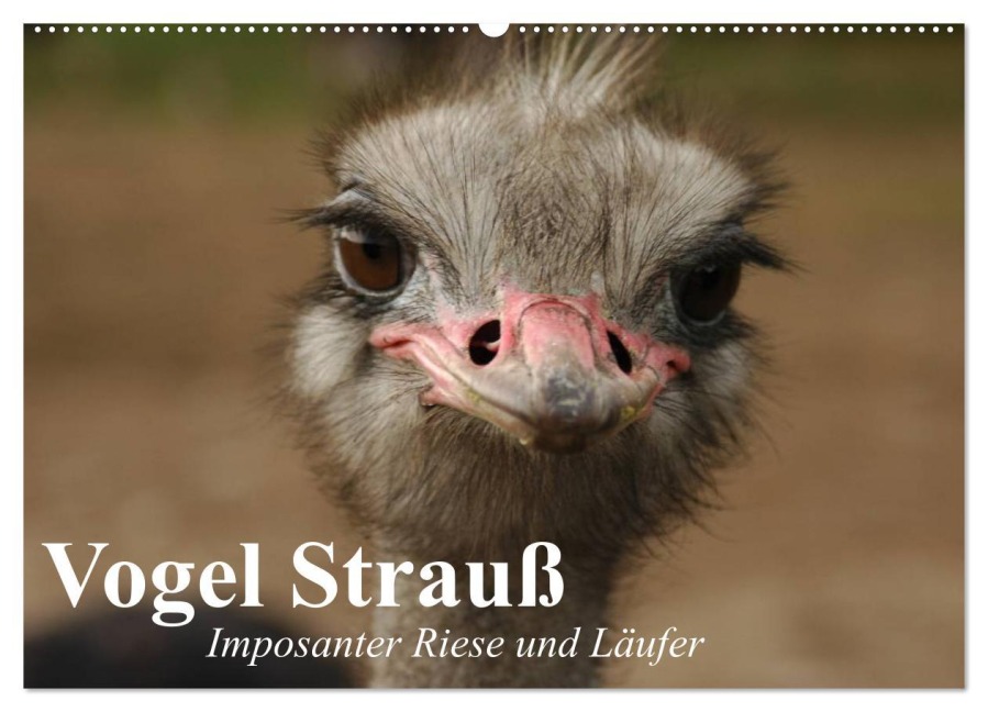 Vogel Strauß. Imposanter Riese und Läufer (Wandkalender 2026 DIN A2 quer), CALVENDO Monatskalender - Elisabeth Stanzer