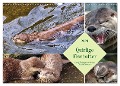 Quirlige Fischotter (Wandkalender 2024 DIN A3 quer), CALVENDO Monatskalender - Claudia Kleemann