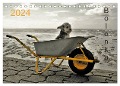 Bolonka 2024 (Tischkalender 2024 DIN A5 quer), CALVENDO Monatskalender - C. Winnen