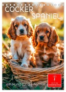 Cover-Bild zum Titel 'Cocker Spaniel - ein Hund für die Familie (Tischkalender 2026 DIN A5 hoch), CALVENDO Monatskalender' von 'Peter Roder'