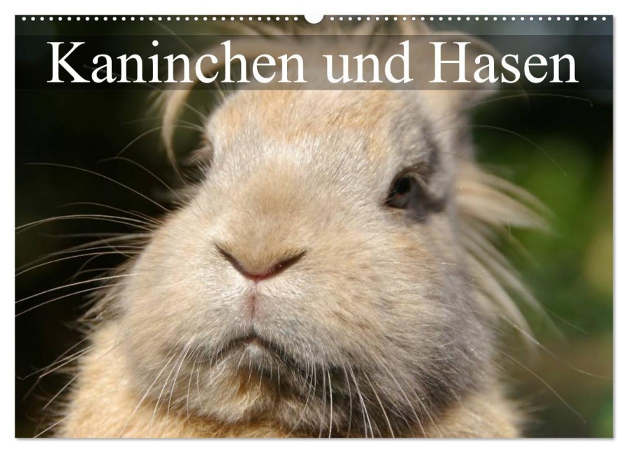 Kaninchen und Hasen (Wandkalender 2026 DIN A2 quer), CALVENDO Monatskalender - Elisabeth Stanzer