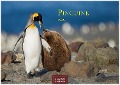 Pinguine 2025 S 24x35cm - 