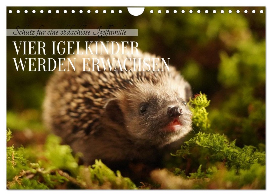 Schutz für eine obdachlose Igelfamilie - Vier Igelkinder werden erwachsen. (Wandkalender 2026 DIN A4 quer), CALVENDO Monatskalender - Angela Merk