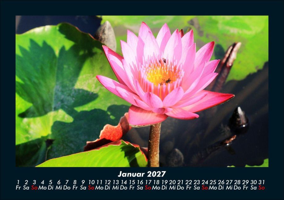 InsideView 5