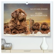 Cover-Bild zum Titel 'Neufundländer - Kleine Weltentdecker (hochwertiger Premium Wandkalender 2026 DIN A2 quer), Kunstdruck in Hochglanz' von 'Sigrid Starick'