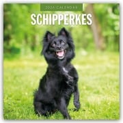 Schipperkes - Schipperke - Kleiner Schäferhund 2026 - 16-Monatskalender - Robin Red