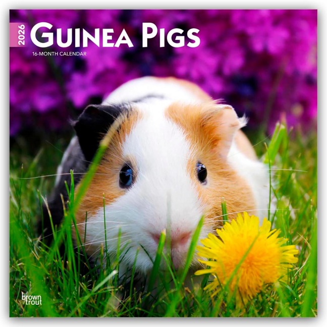 Guinea Pigs - Meerschweinchen 2026 - 16-Monatskalender - Browntrout Publishers
