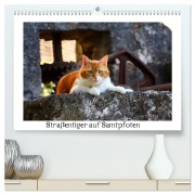 Straßentiger auf Samtpfoten (hochwertiger Premium Wandkalender 2025 DIN A2 quer), Kunstdruck in Hochglanz - Katrin Zeller & Christian Kiedy