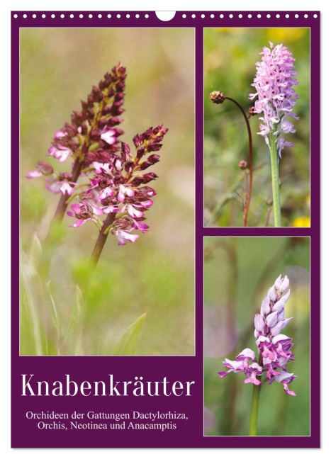 Knabenkräuter (Wandkalender 2025 DIN A3 hoch), CALVENDO Monatskalender - Sabine Löwer