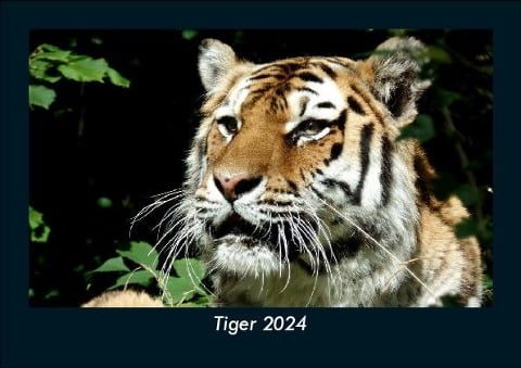 Tiger 2024 Fotokalender DIN A5 - Tobias Becker