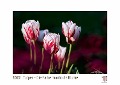 Tulpen - Die Farbe macht die Blume 2022 - White Edition - Timokrates Kalender, Wandkalender, Bildkalender - DIN A4 (ca. 30 x 21 cm) - 