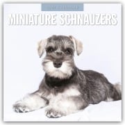 Cover-Bild zum Titel 'Miniature Schnauzer - Zwergschnauzer 2027 - 16-Monatskalender' von 'Robin Red'