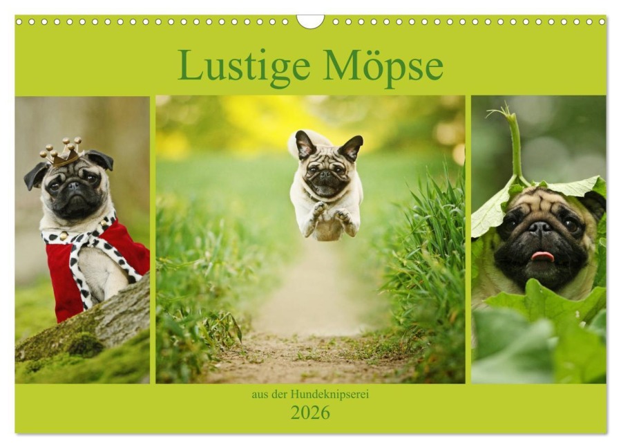 Lustige Möpse aus der Hundeknipserei (Wandkalender 2026 DIN A3 quer), CALVENDO Monatskalender - Kathrin Köntopp