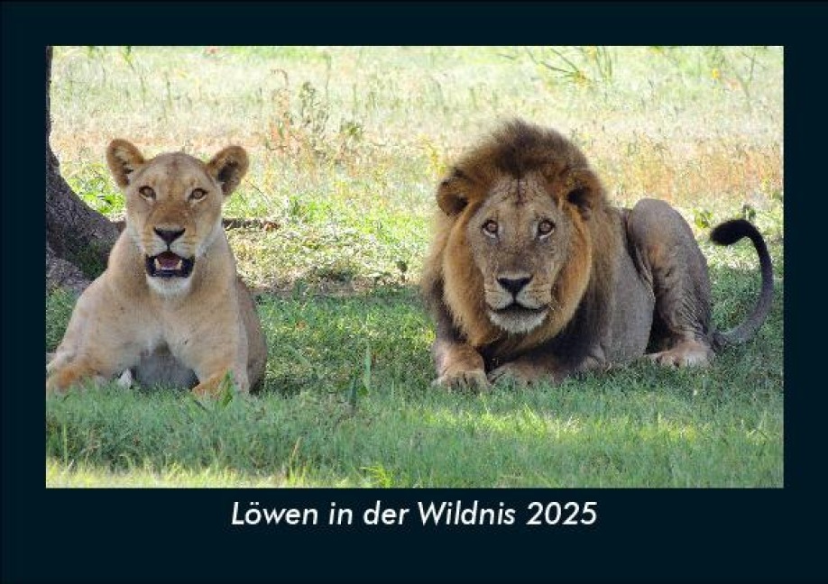 Löwen in der Wildnis 2025 Fotokalender DIN A5 - Tobias Becker