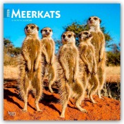 Meerkats - Erdmännchen 2026 - 16-Monatskalender - Browntrout Publishers