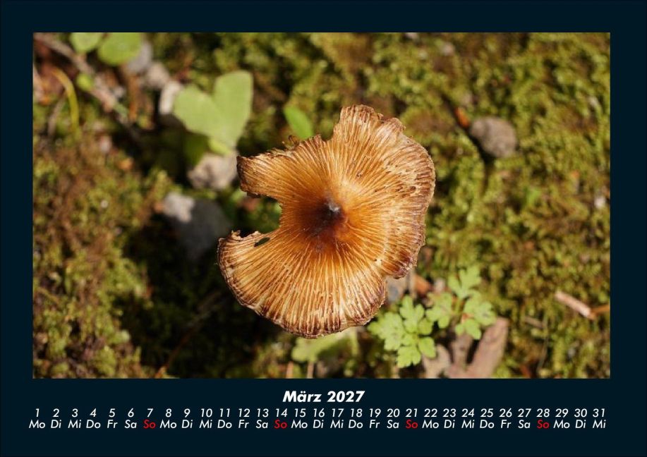InsideView 7