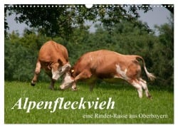Alpenfleckvieh (Wandkalender 2026 DIN A3 quer), CALVENDO Monatskalender - Karolina Gasteiger