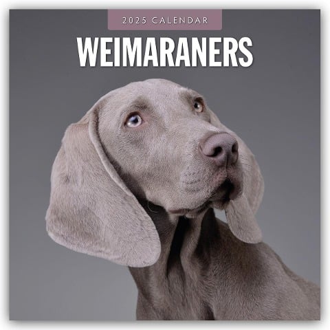 Weimaraners - Weimaraner 2025 - 16-Monatskalender - 