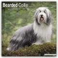 Bearded Collie 2025 - 16-Monatskalender - Avonside Publishing Ltd.