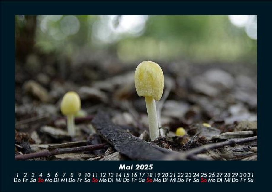 InsideView 9