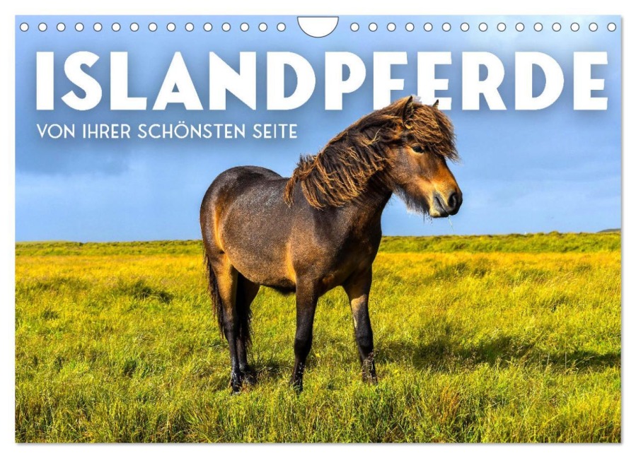 Islandpferde - Von ihrer schönsten Seite (Wandkalender 2026 DIN A4 quer), CALVENDO Monatskalender - Sf Sf