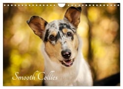 Smooth Collies (Wandkalender 2025 DIN A4 quer), CALVENDO Monatskalender - Laura Längsfeld