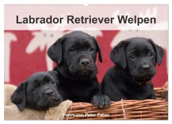 Cover-Bild zum Titel 'Labrador Retriever Welpen (Wandkalender 2026 DIN A2 quer), CALVENDO Monatskalender' von 'Peter Faber'