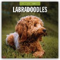 Labradoodles - Labradoodle 2025 - 16-Monatskalender - 