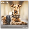 Airedale Terrier 2024 - 16-Monatskalender - Avonside Publishing