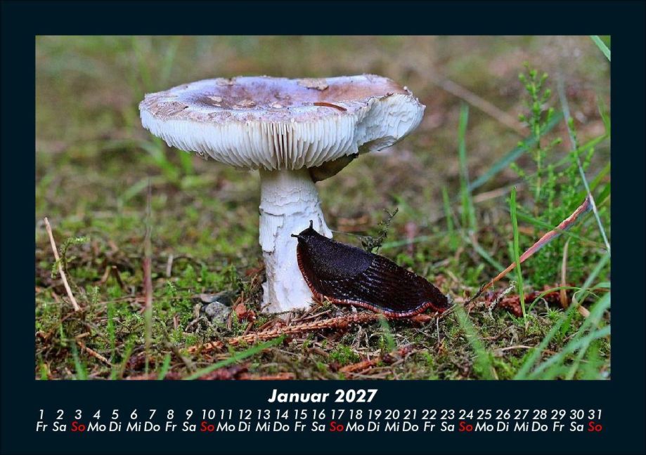 InsideView 5