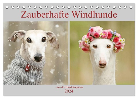 Zauberhafte Windhunde (Tischkalender 2024 DIN A5 quer), CALVENDO Monatskalender - Kathrin Köntopp
