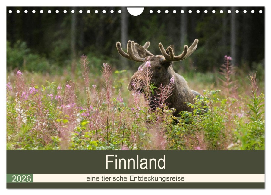 Finnland: eine tierische Entdeckungsreise (Wandkalender 2026 DIN A4 quer), CALVENDO Monatskalender - Alexandra Wünsch
