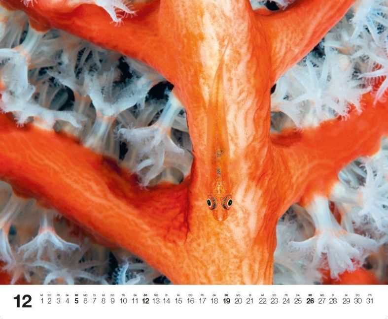 InsideView 12