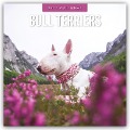 Bull Terriers - Bullterrier 2025 - 16-Monatskalender - 