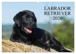 Cover-Bild zum Titel 'Labrador Retriever 2026 (Wandkalender 2026 DIN A2 quer), CALVENDO Monatskalender' von 'Sigrid Starick'